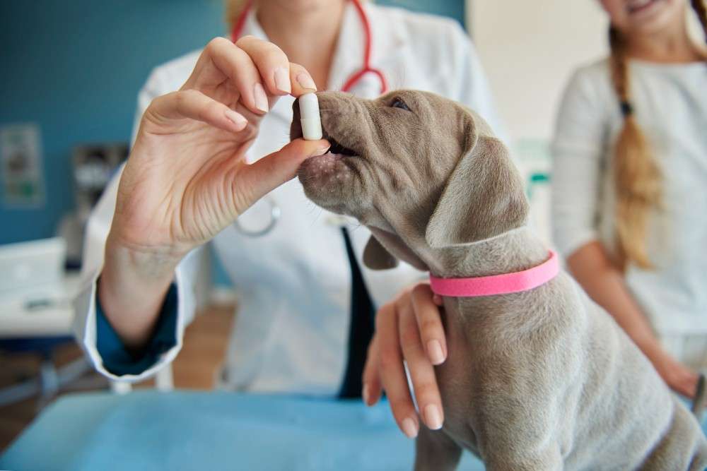 CBD for Dogs